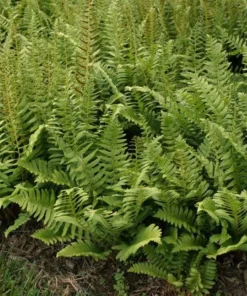 50 Christmas Fern Bare Root Live Plants - Hardy Evergreen Woodland Ferns - Image 4