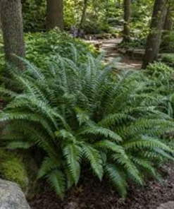 50 Christmas Fern Bare Root Live Plants - Hardy Evergreen Woodland Ferns - Image 5