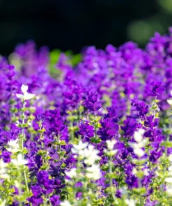 50 Clary Sage Seeds - Blue Monday Salvia Viridis Horminum Flower Seeds - Image 2