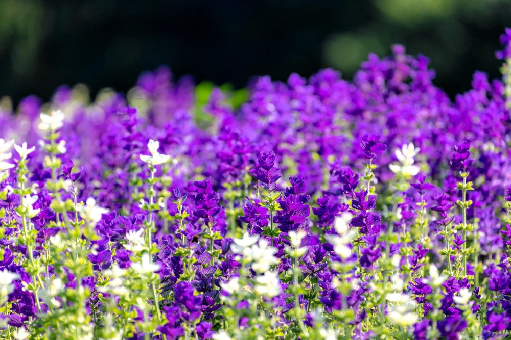 50 Clary Sage Seeds - Blue Monday Salvia Viridis Horminum Flower Seeds - Image 2