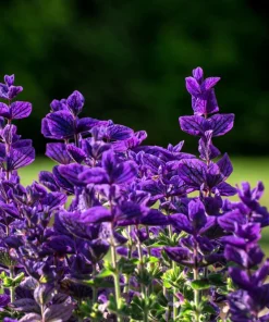50 Clary Sage Seeds - Blue Monday Salvia Viridis Horminum Flower Seeds - Image 3