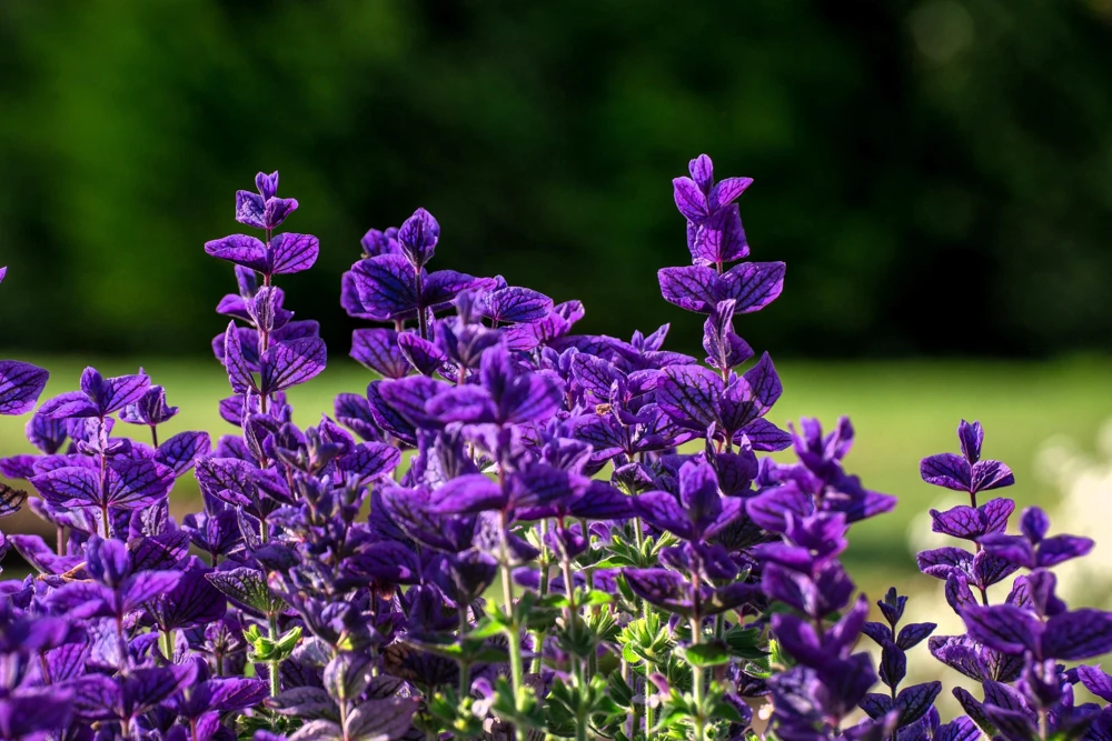 50 Clary Sage Seeds - Blue Monday Salvia Viridis Horminum Flower Seeds - Image 3