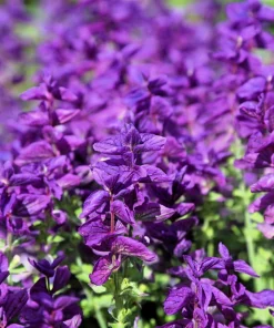 50 Clary Sage Seeds - Blue Monday Salvia Viridis Horminum Flower Seeds - Image 4