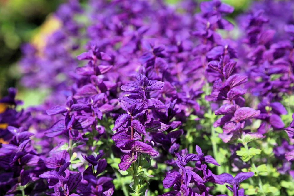 50 Clary Sage Seeds - Blue Monday Salvia Viridis Horminum Flower Seeds - Image 4