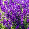 50 Clary Sage Seeds - Blue Monday Salvia Viridis Horminum Flower Seeds - Image 1