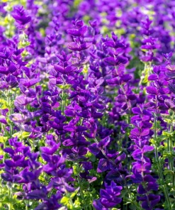 50 Clary Sage Seeds - Blue Monday Salvia Viridis Horminum Flower Seeds - Image 1