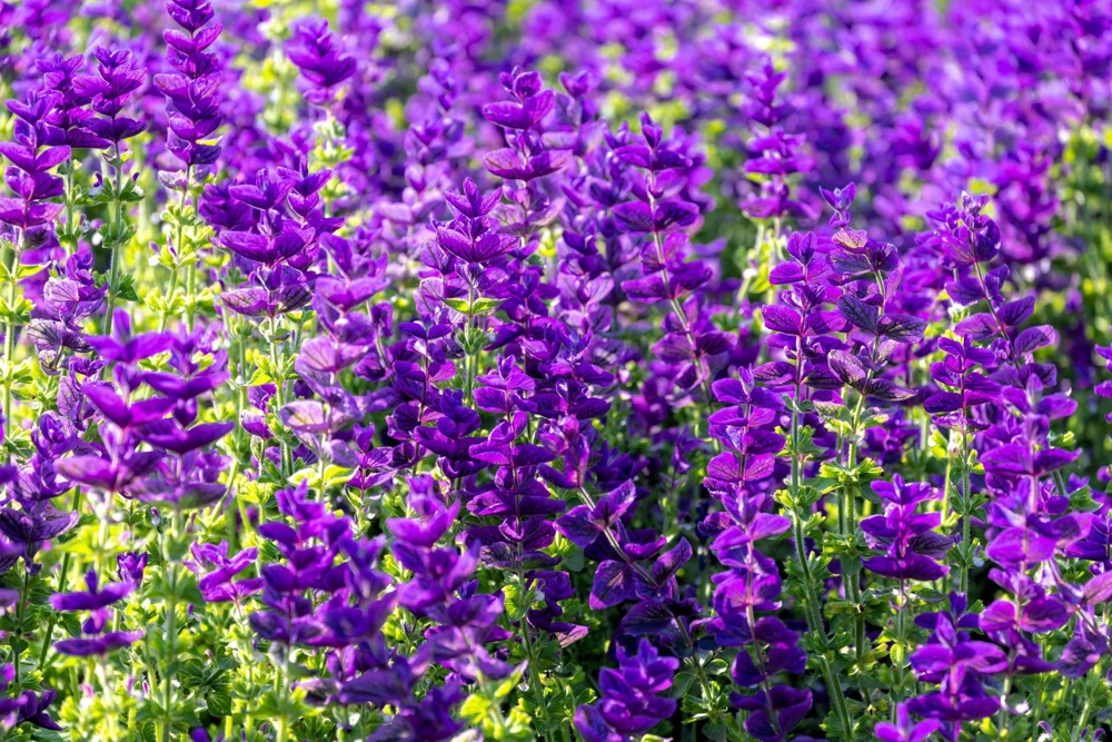 50 Clary Sage Seeds - Blue Monday Salvia Viridis Horminum Flower Seeds - Image 1