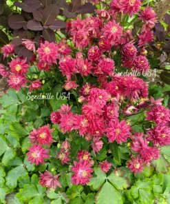 50 Clementine Red Double Columbine Aquilegia Vulgaris Flower Seeds - Image 2