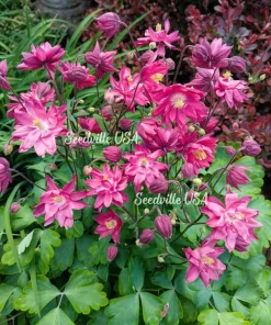 50 Clementine Red Double Columbine Aquilegia Vulgaris Flower Seeds - Image 3