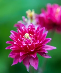 50 Clementine Red Double Columbine Aquilegia Vulgaris Flower Seeds - Image 5