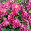 50 Clementine Red Double Columbine Aquilegia Vulgaris Flower Seeds - Image 1