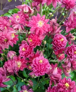 50 Clementine Red Double Columbine Aquilegia Vulgaris Flower Seeds - Image 1