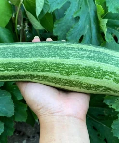 50 Cocozelle di Napoli Italian Zucchini Squash Vegetable Seeds - Cucurbita Pepo - Image 1