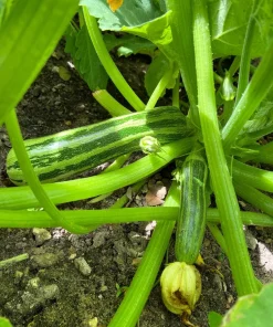 50 Cocozelle di Napoli Italian Zucchini Squash Vegetable Seeds - Cucurbita Pepo - Image 2