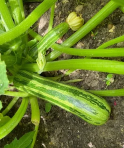 50 Cocozelle di Napoli Italian Zucchini Squash Vegetable Seeds - Cucurbita Pepo - Image 3