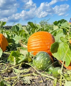 50 Connecticut Field Pumpkin Seeds - Big Tom Orange Cucurbita Pepo Vegetable - Image 2