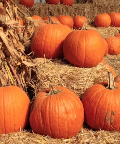 50 Connecticut Field Pumpkin Seeds - Big Tom Orange Cucurbita Pepo Vegetable - Image 3