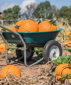 50 Connecticut Field Pumpkin Seeds - Big Tom Orange Cucurbita Pepo Vegetable - Image 4
