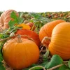 50 Connecticut Field Pumpkin Seeds - Big Tom Orange Cucurbita Pepo Vegetable - Image 1