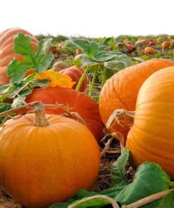 50 Connecticut Field Pumpkin Seeds - Big Tom Orange Cucurbita Pepo Vegetable - Image 1