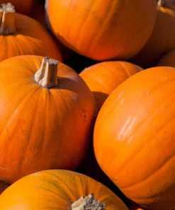 50 Connecticut Field Pumpkin Seeds - Big Tom Orange Cucurbita Pepo Vegetable - Image 5