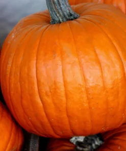 50 Connecticut Field Pumpkin Seeds - Big Tom Orange Cucurbita Pepo Vegetable - Image 6