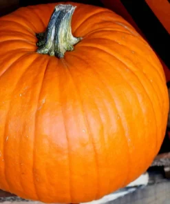 50 Connecticut Field Pumpkin Seeds - Big Tom Orange Cucurbita Pepo Vegetable - Image 7