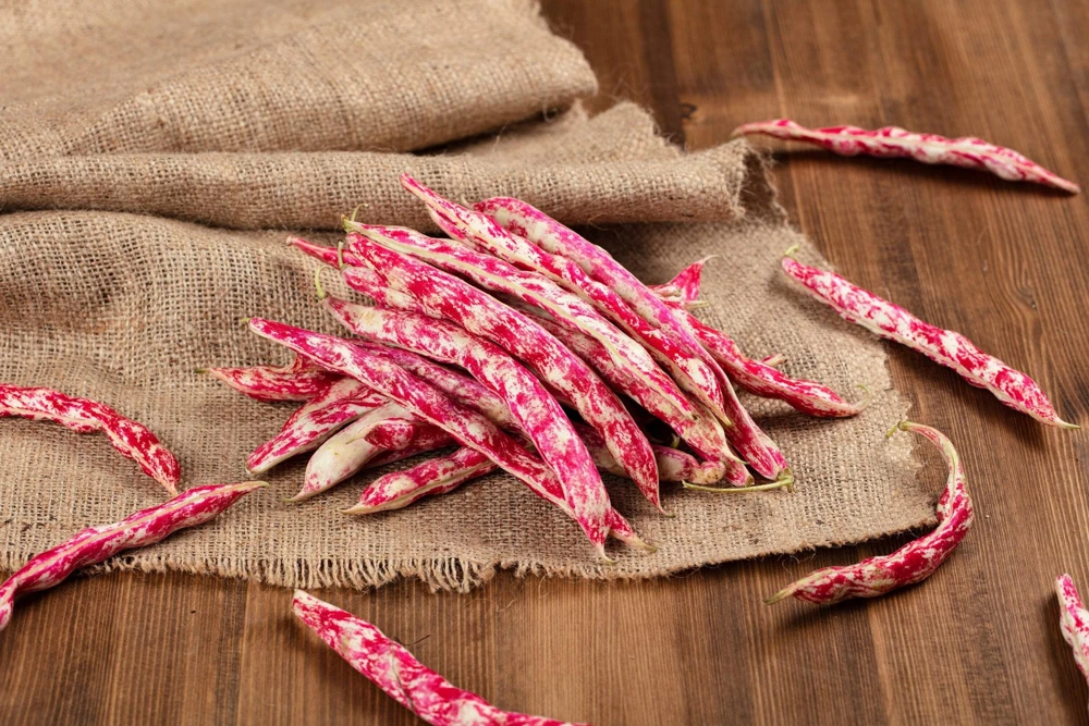 50 Cranberry Bean Seeds - Borlotti Roman Phaseolus Vegetable Seeds - Image 2