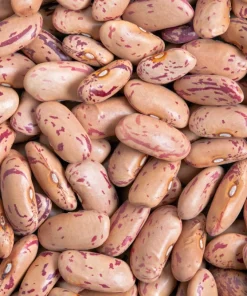 50 Cranberry Bean Seeds - Borlotti Roman Phaseolus Vegetable Seeds - Image 3