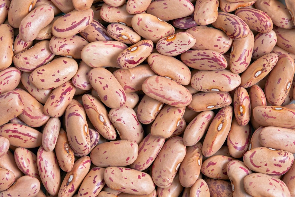 50 Cranberry Bean Seeds - Borlotti Roman Phaseolus Vegetable Seeds - Image 3