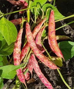 50 Cranberry Bean Seeds - Borlotti Roman Phaseolus Vegetable Seeds - Image 4