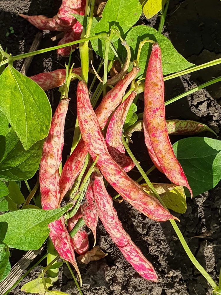 50 Cranberry Bean Seeds - Borlotti Roman Phaseolus Vegetable Seeds - Image 4