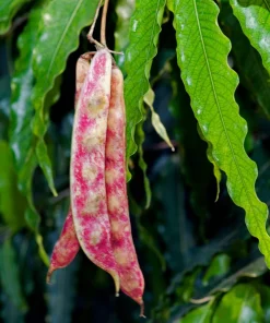 50 Cranberry Bean Seeds - Borlotti Roman Phaseolus Vegetable Seeds - Image 5