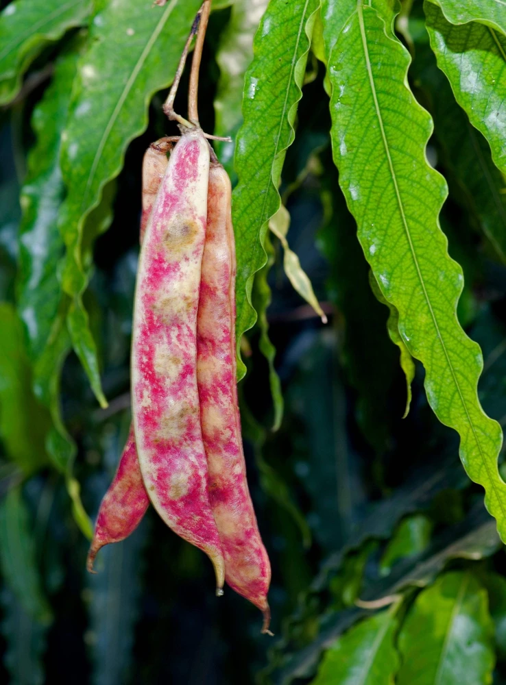 50 Cranberry Bean Seeds - Borlotti Roman Phaseolus Vegetable Seeds - Image 5