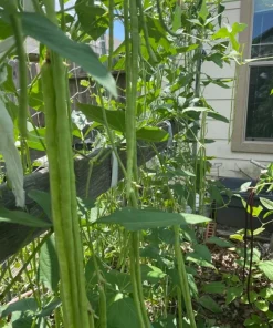 50 Dark Green Yard Long Bean Seeds - Heirloom Chinese Asparagus - Image 2