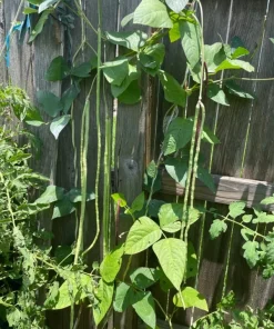 50 Dark Green Yard Long Bean Seeds - Heirloom Chinese Asparagus - Image 3