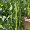 50 Dark Green Yard Long Bean Seeds - Heirloom Chinese Asparagus - Image 1