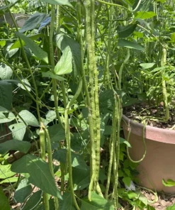 50 Dark Green Yard Long Bean Seeds - Heirloom Chinese Asparagus - Image 1