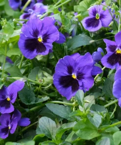 50 Deep Blue Blotch Pansy Swiss Giant Flower Seeds - Viola Wittrockiana Ullswater - Image 2