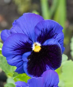 50 Deep Blue Blotch Pansy Swiss Giant Flower Seeds - Viola Wittrockiana Ullswater - Image 3