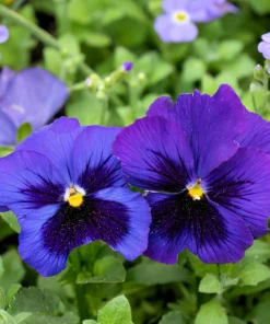 50 Deep Blue Blotch Pansy Swiss Giant Flower Seeds - Viola Wittrockiana Ullswater - Image 4