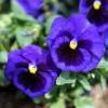 50 Deep Blue Blotch Pansy Swiss Giant Flower Seeds - Viola Wittrockiana Ullswater - Image 1