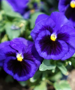 50 Deep Blue Blotch Pansy Swiss Giant Flower Seeds - Viola Wittrockiana Ullswater - Image 1