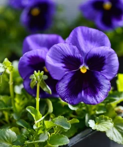 50 Deep Blue Blotch Pansy Swiss Giant Flower Seeds - Viola Wittrockiana Ullswater - Image 5