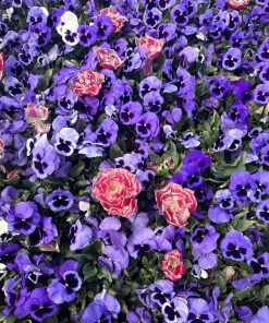50 Deep Blue Blotch Pansy Swiss Giant Flower Seeds - Viola Wittrockiana Ullswater - Image 6