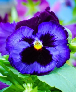50 Deep Blue Blotch Pansy Swiss Giant Flower Seeds - Viola Wittrockiana Ullswater - Image 7