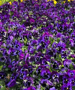 50 Deep Blue Blotch Pansy Swiss Giant Flower Seeds - Viola Wittrockiana Ullswater - Image 8