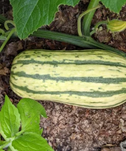 50 Delicata Squash Seeds - Striped Sweet Potato Cucurbita Pepo Vegetable Seeds - Image 2