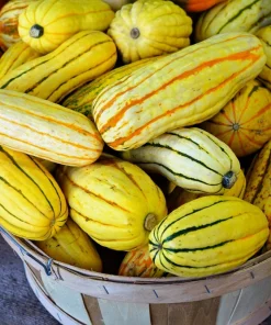 50 Delicata Squash Seeds - Striped Sweet Potato Cucurbita Pepo Vegetable Seeds - Image 4