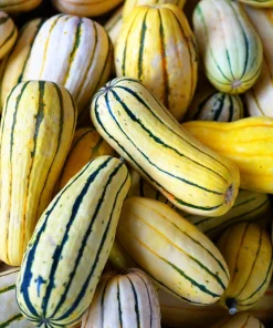 50 Delicata Squash Seeds - Striped Sweet Potato Cucurbita Pepo Vegetable Seeds - Image 5